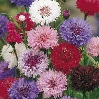 Dwarf Cornflower 'Polka dot Mix ) wildflowers - Caribbean garden seed