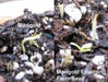 Dwarf French Marigold (Petite Seed Mix) Tagetes patula - Caribbean garden seed