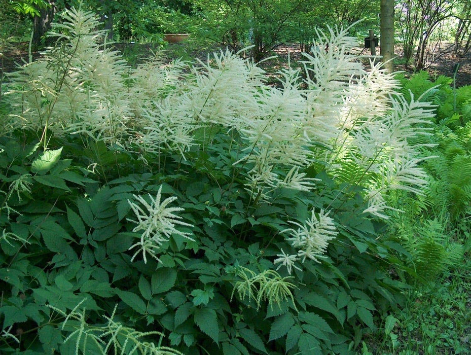 Dwarf Goat's Beard Flowers Seeds,perennial - Caribbeangardenseed