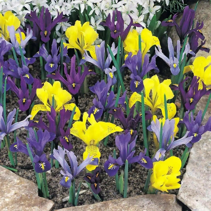 DWARF IRIS Collection' Bulbs,Bloom Spring, Perennial - Caribbean garden seed