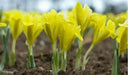 Dwarf Iris "Danfordiae" Bulbs ,YELLOW - Caribbean garden seed