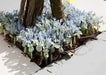 Dwarf Iris, katherine hodgkin bulbs,early-blooming flowers. - Caribbean garden seed