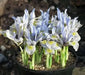 Dwarf Iris, katherine hodgkin bulbs,early-blooming flowers. - Caribbean garden seed