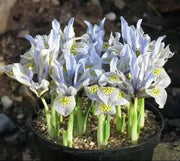 Dwarf Iris, katherine hodgkin bulbs,early-blooming flowers. - Caribbean garden seed