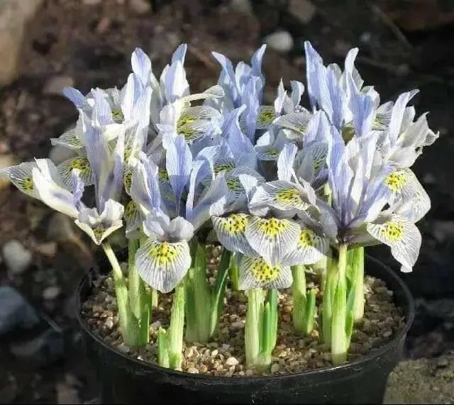 Dwarf Iris, katherine hodgkin bulbs,early-blooming flowers. - Caribbean garden seed