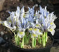 Dwarf Iris, katherine hodgkin bulbs,early-blooming flowers. - Caribbean garden seed