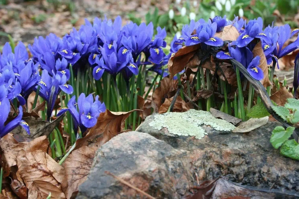 Dwarf Iris Reticulata Harmony,fragrant, Flower Bulbs, - Caribbeangardenseed