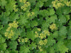 Dwarf LADY'S MANTLE Seeds (Alchemilla mollis) ornamental - Caribbeangardenseed