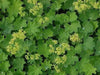 Dwarf LADY'S MANTLE Seeds (Alchemilla mollis) ornamental - Caribbean garden seed