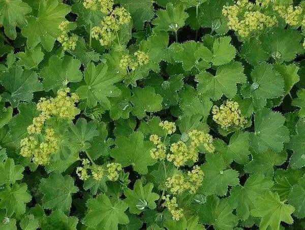 Dwarf LADY'S MANTLE Seeds (Alchemilla mollis) ornamental - Caribbean garden seed