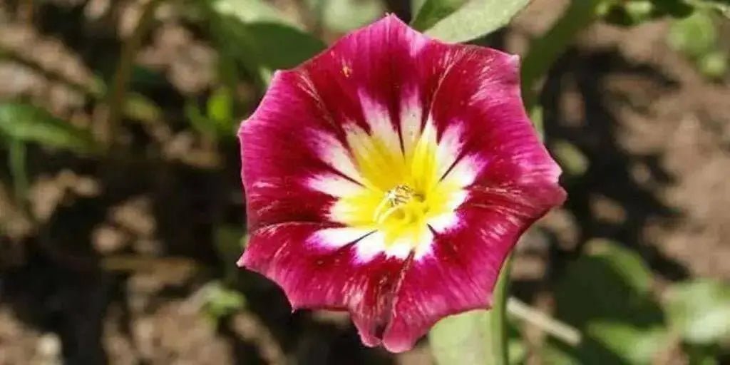 Dwarf Morning Glory,Red Ensign Convolvulus Tricolor Minor Red, 50 Seeds - Caribbean garden seed