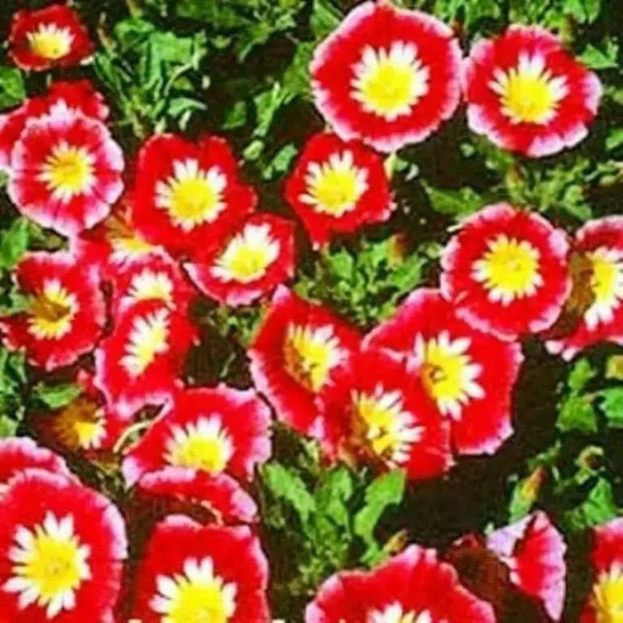 Dwarf Morning Glory,Red Ensign Convolvulus Tricolor Minor Red, 50 Seeds - Caribbean garden seed