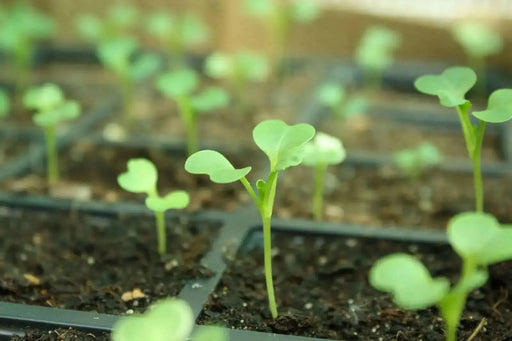 DWARF Pak Choi Seeds  (4-6", Hybrid, Heat Tolerant) ASIAN VEGETABLE - Caribbean garden seed
