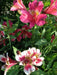 Dwarf Peruvian Lily Seeds~ "Dandy Candy" (ALSTROEMERIA hybrida ) Extremerly Rare,Great cut flowers - Perennial - Caribbeangardenseed