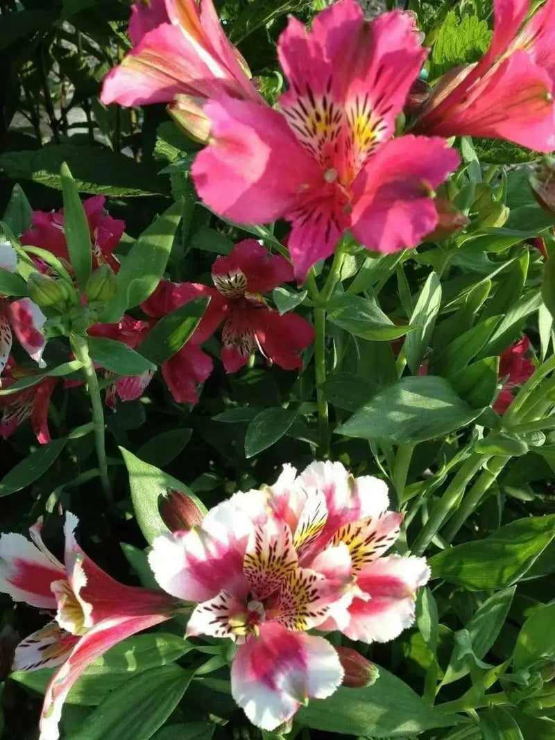 Dwarf Peruvian Lily Seeds~  - Perennial - Caribbean garden seed