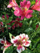 Dwarf Peruvian Lily Seeds~  - Perennial - Caribbean garden seed