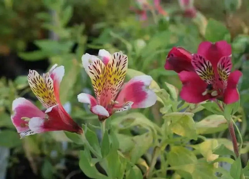 Dwarf Peruvian Lily Seeds~  - Perennial - Caribbean garden seed