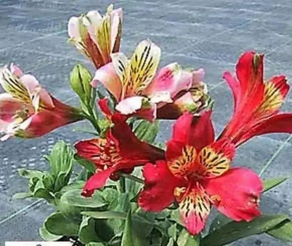 Dwarf Peruvian Lily Seeds~  - Perennial - Caribbean garden seed