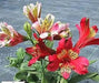 Dwarf Peruvian Lily Seeds~  - Perennial - Caribbean garden seed