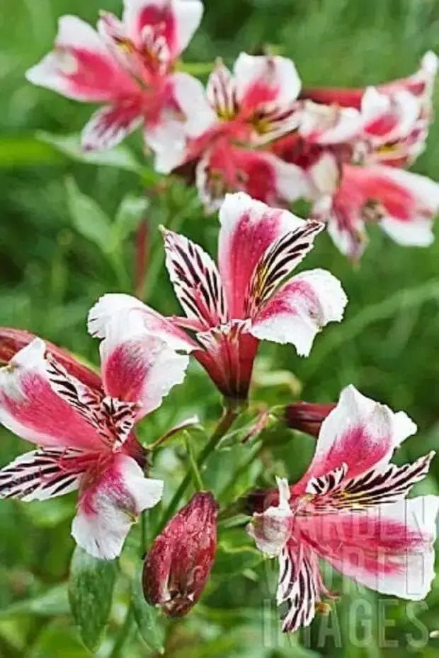Dwarf Peruvian Lily Seeds~  - Perennial - Caribbean garden seed