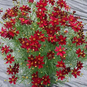 Dwarf Red SEEDS (Coreopsis tinctoria) PERENNIAL FLOWERS - Caribbean garden seed