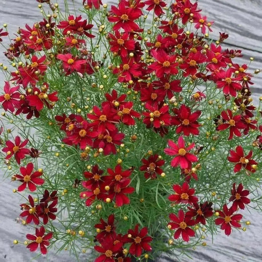 Dwarf Red SEEDS (Coreopsis tinctoria) PERENNIAL FLOWERS - Caribbean garden seed