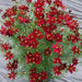 Dwarf Red SEEDS (Coreopsis tinctoria) PERENNIAL FLOWERS - Caribbean garden seed