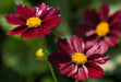 Dwarf Red SEEDS (Coreopsis tinctoria) PERENNIAL FLOWERS - Caribbean garden seed