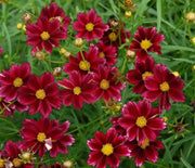 Dwarf Red SEEDS (Coreopsis tinctoria) PERENNIAL FLOWERS - Caribbean garden seed