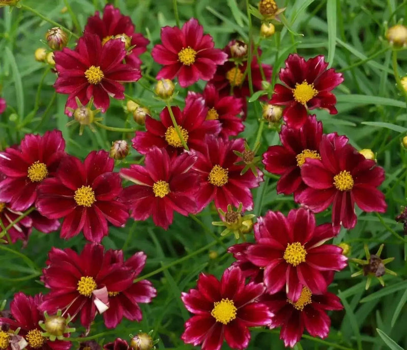 Dwarf Red SEEDS (Coreopsis tinctoria) PERENNIAL FLOWERS - Caribbean garden seed