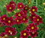 Dwarf Red SEEDS (Coreopsis tinctoria) PERENNIAL FLOWERS - Caribbean garden seed
