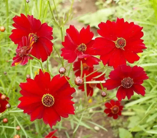 Dwarf Red SEEDS (Coreopsis tinctoria) PERENNIAL FLOWERS - Caribbean garden seed