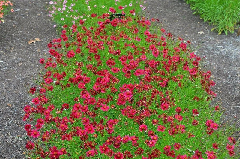 Dwarf Red SEEDS (Coreopsis tinctoria) PERENNIAL FLOWERS - Caribbean garden seed