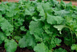 DWARF Siberian Kale, Babyleaf/Microgreen/full leaf harvests, Vegetable Seeds, - Caribbean garden seed