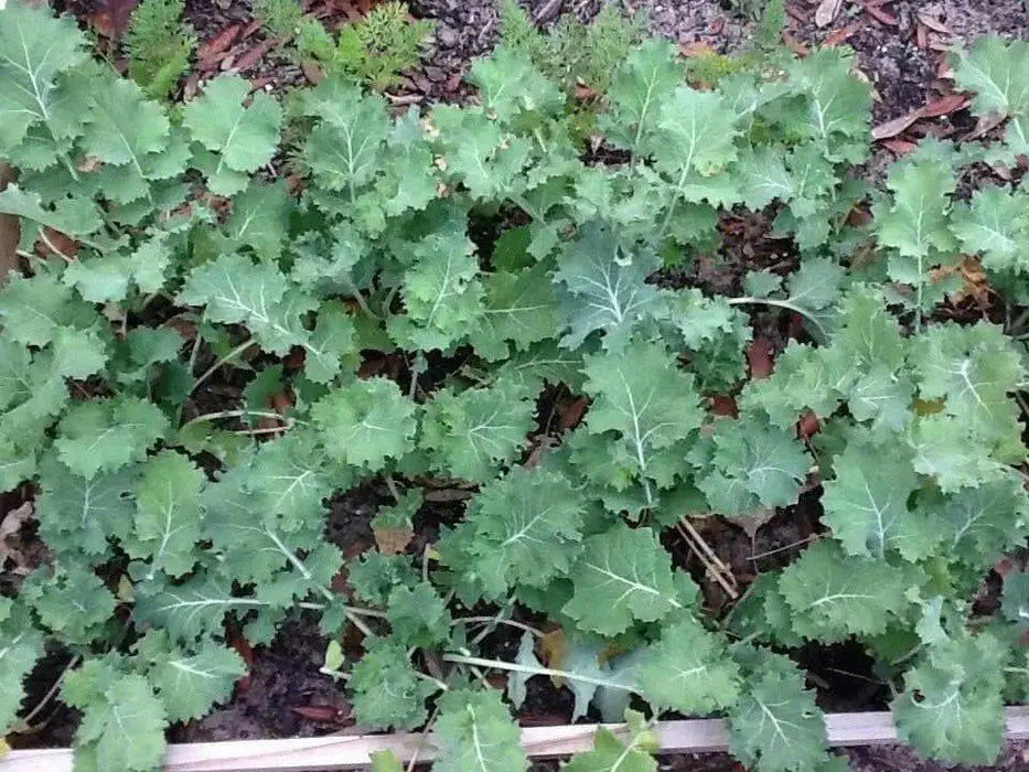 DWARF Siberian Kale, Babyleaf/Microgreen/full leaf harvests, Vegetable Seeds, - Caribbean garden seed