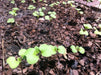 DWARF Siberian Kale, Babyleaf/Microgreen/full leaf harvests, Vegetable Seeds, - Caribbean garden seed