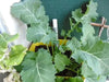 DWARF Siberian Kale, Babyleaf/Microgreen/full leaf harvests, Vegetable Seeds, - Caribbean garden seed