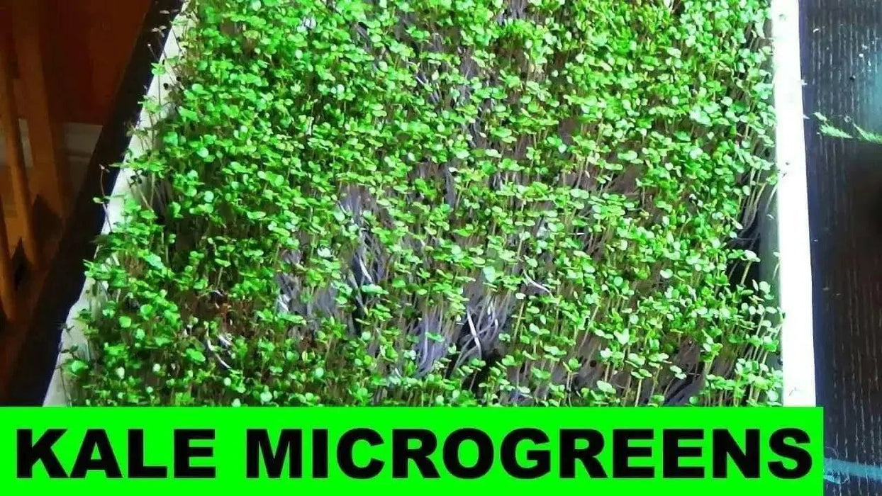 DWARF Siberian Kale, Babyleaf/Microgreen/full leaf harvests, Vegetable Seeds, - Caribbean garden seed