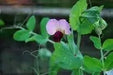 Dwarf Sugar Grey Snow Pea, Asian Vegetable - Caribbean garden seed