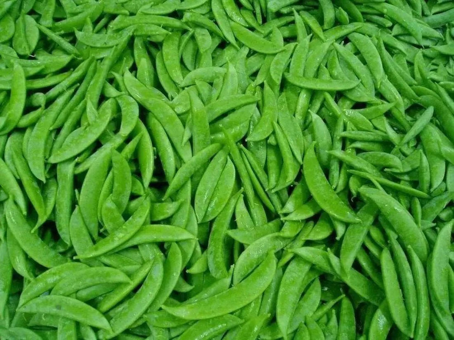 Dwarf Sugar Grey Snow Pea, Asian Vegetable - Caribbean garden seed