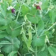 Dwarf Sugar Grey Snow Pea, Asian Vegetable - Caribbean garden seed