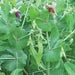 Dwarf Sugar Grey Snow Pea, Asian Vegetable - Caribbean garden seed