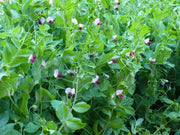 Dwarf Sugar Grey Snow Pea, Asian Vegetable - Caribbean garden seed
