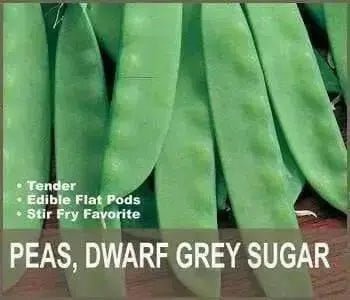 Dwarf Sugar Grey Snow Pea, Asian Vegetable - Caribbean garden seed