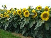 Dwarf Sunflower Seeds - Sunspot, yellow flowers - Caribbean garden seed
