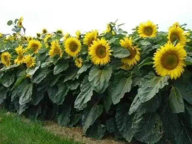Dwarf Sunflower Seeds - Sunspot, yellow flowers - Caribbean garden seed