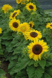 Dwarf Sunflower Seeds - Sunspot, yellow flowers - Caribbean garden seed