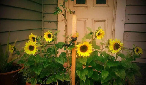 Dwarf Sunflower Seeds - Sunspot, yellow flowers - Caribbean garden seed