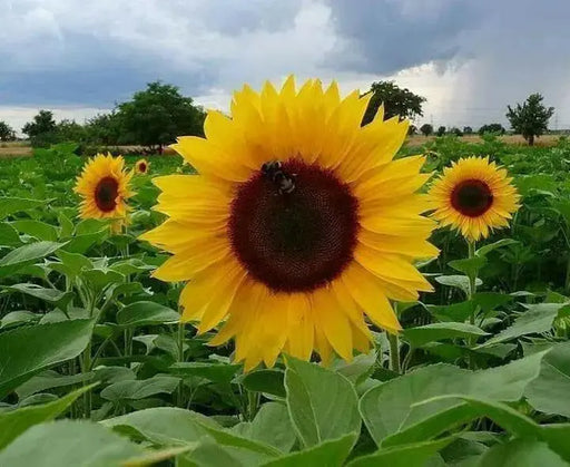 Dwarf Sunflower Seeds - Sunspot, yellow flowers - Caribbean garden seed