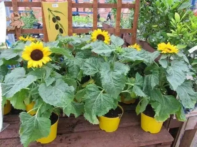 Dwarf Sunflower Seeds - Sunspot, yellow flowers - Caribbean garden seed